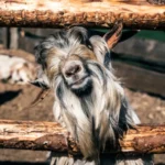 Goat puns: Meaning, Examples, Synonyms, and How to Use It