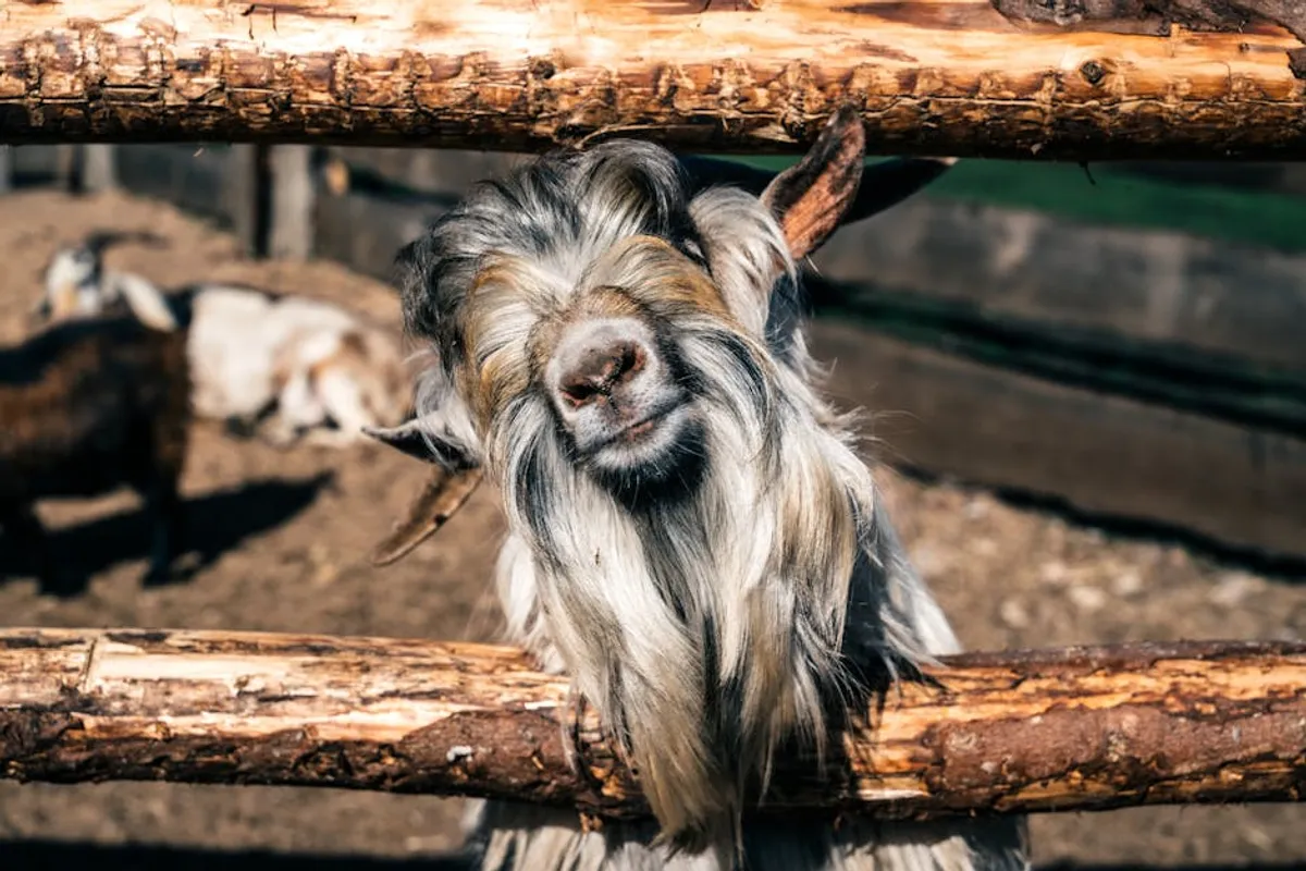 Goat puns: Meaning, Examples, Synonyms, and How to Use It